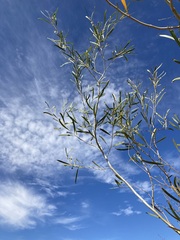 Acacia signata