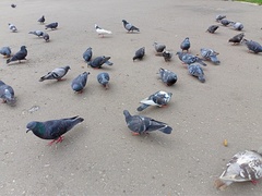 Columba livia domestica