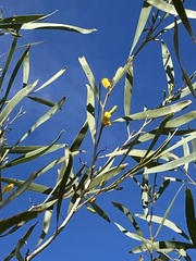 Acacia signata