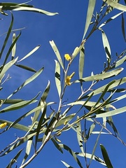 Acacia signata