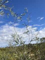 Acacia signata