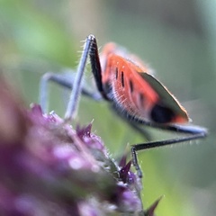 Corizus hyoscyami