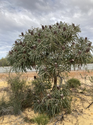 Woolly Orange Banksia (Banksia victoriae)