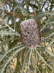 Banksia victoriae, photograph (c) Thomas Mesaglio, some rights reserved (CC BY)