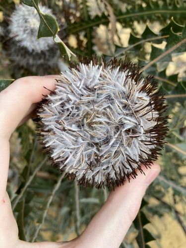 Image of Banksia victoriae by (c) Thomas Mesaglio, some rights reserved (CC BY)