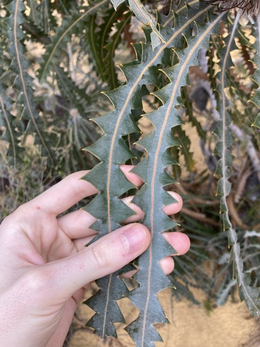 Image of Banksia victoriae by (c) Thomas Mesaglio, some rights reserved (CC BY)