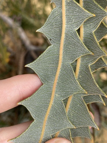 Image of Banksia victoriae by (c) Thomas Mesaglio, some rights reserved (CC BY)