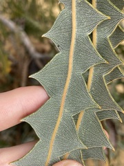 Banksia victoriae, photograph (c) Thomas Mesaglio, some rights reserved (CC BY)