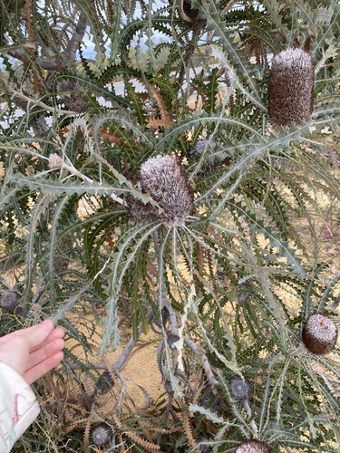 Image of Banksia victoriae by (c) Thomas Mesaglio, some rights reserved (CC BY)