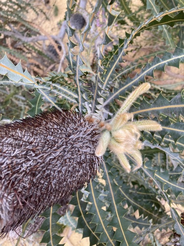 Image of Banksia victoriae by (c) Thomas Mesaglio, some rights reserved (CC BY)