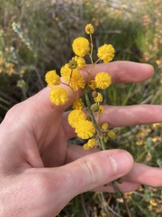 Acacia restiacea