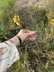 Acacia restiacea