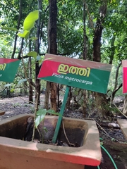 Ficus laevis macrocarpa