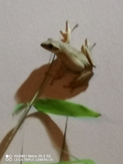Polypedates megacephalus