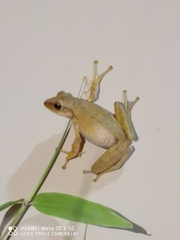 Polypedates megacephalus
