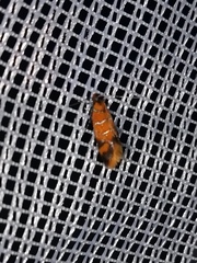 Promalactis procerella