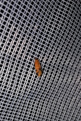 Promalactis procerella