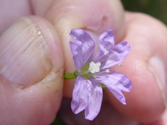 Epilobium collinum