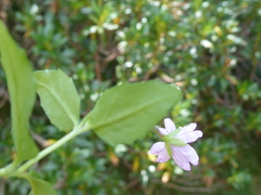 Epilobium collinum