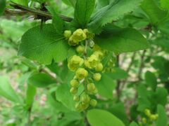 Berberis amurensis