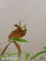 Polypedates megacephalus