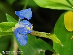 Commelina communis