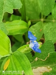 Commelina communis
