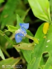 Commelina communis