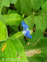 Commelina communis
