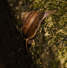 Cyclophorus punctatus