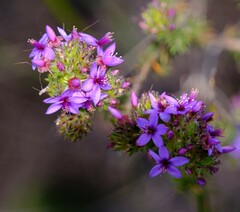 Calytrix sapphirina