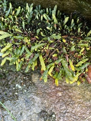 Grammitis stenophylla