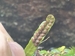 Grammitis stenophylla