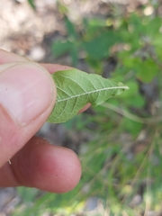 Gardenia resiniflua resiniflua