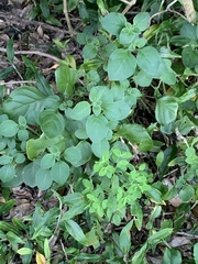 Salpichroa origanifolia