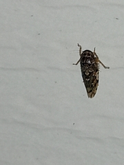Xestocephalus tessellatus