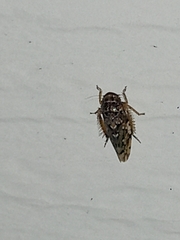 Xestocephalus tessellatus
