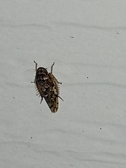 Xestocephalus tessellatus