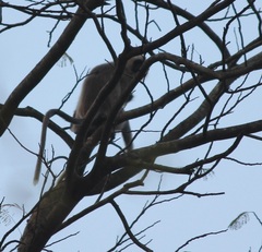 Semnopithecus entellus