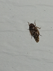 Xestocephalus tessellatus