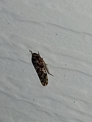 Xestocephalus tessellatus