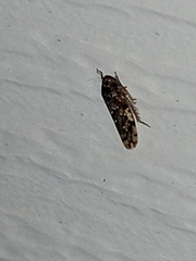 Xestocephalus tessellatus
