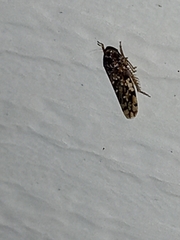 Xestocephalus tessellatus