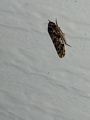 Xestocephalus tessellatus