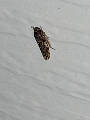 Xestocephalus tessellatus