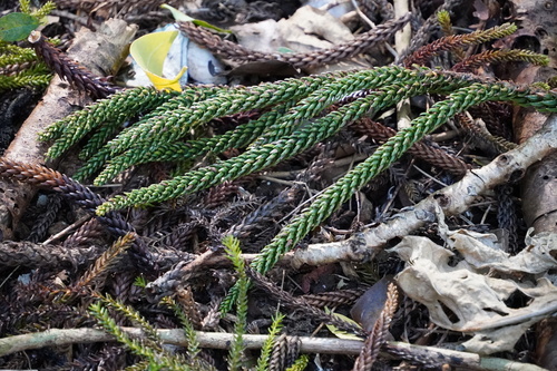 Araucaria cunninghamii image