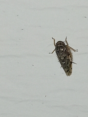 Xestocephalus tessellatus