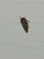 Xestocephalus tessellatus