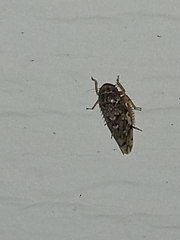 Xestocephalus tessellatus