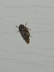 Xestocephalus tessellatus